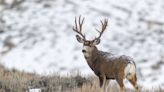 Why Are Some Wyoming Hunters Scrapping Their Deer Tags?