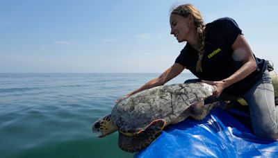 Sea turtles are under threat from trawlers in the Adriatic. A center offers them a sanctuary