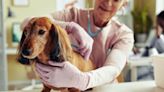 Figo Pet Insurance review: Pros, cons, and pricing