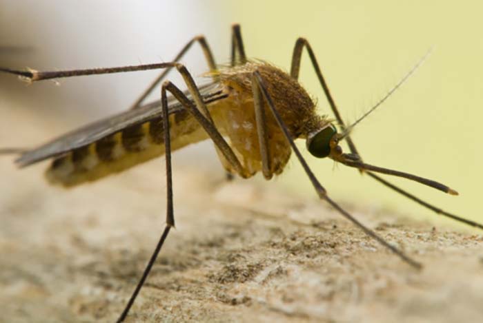 Southern Nevada Health District announces detection of first West Nile virus-positive mosquitos in Clark County