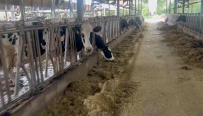 紐西蘭牛乳明年零關稅進口 牛協估衝擊酪農將減3成收乳量