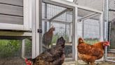 CDC Issues Warning Over Salmonella Outbreaks Linked To Backyard Poultry | iHeart