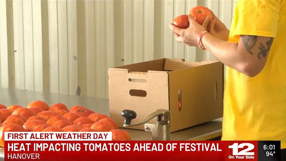 Hanover tomatoes thriving amid heat and drought ahead of festival