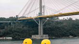 哇！巨型黃色小鴨再度現身香港青衣 而且不是一隻，是一對！