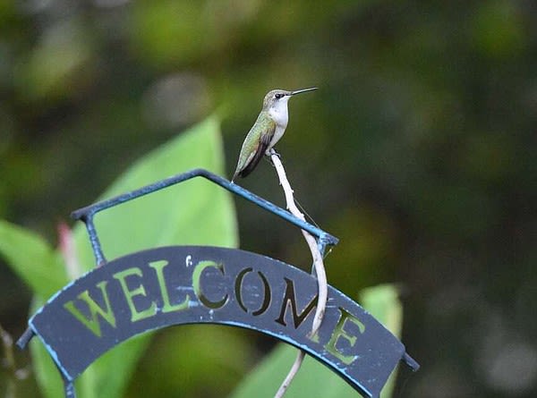 Feeding hummingbirds means being responsible for their health | Northwest Arkansas Democrat-Gazette