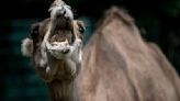 Pakistani landlord faces jail for chopping off camel's leg