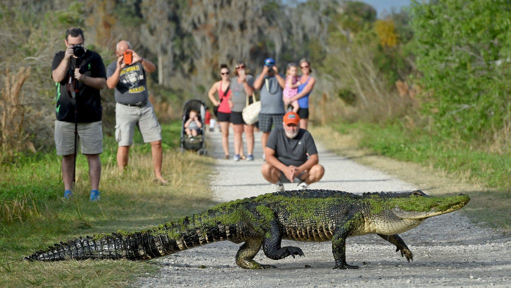 Among the state's most alligator-infested lakes, Polk County shows up a lot. Surprise? Nah