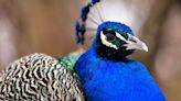 Escaped Peacock Bites Man, Spends Night In Tree Before Hightailing It Back To Zoo