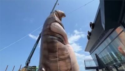 屏東看海美術館吹落山風 14米高作品"擁抱貓咪"暫罷工