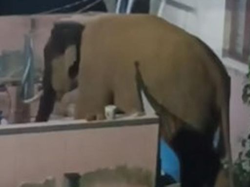 Villagers panicked as lone tusker enters residential area near Coimbatore