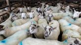 ‘Green shoots appearing’ as ICM group lifts lamb quotes by 10c/kg