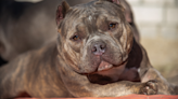 American Bully's Transformation After 24 Hours Out of the Shelter Is Truly Remarkable