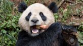 San Diego Zoo to Receive 2 Giant Pandas From China