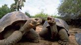 Disney+ and National Geographic Unveil Galápagos Islands Giveaway for Earth Day: Here’s How to Enter