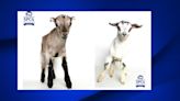 Goats recovered from Laton home 'flourishing,' Central California SPCA says