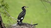 Japanese island plagued by voracious birds and their acidic poop