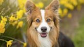 Corgi Service Dog Hailed as ‘Dream Passenger’ in Airplane TikTok