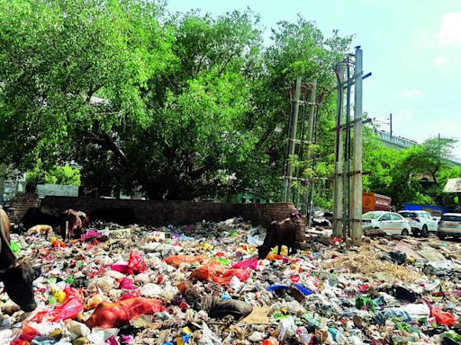 Gurgaon Garbage Issue: CM's Deadline Missed by MCG | Gurgaon News - Times of India