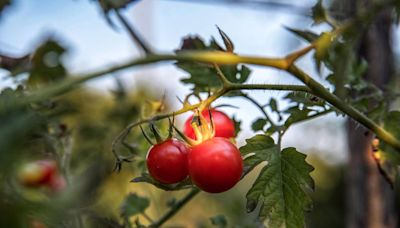 Here are some wise words for those trying to grow heat-loving tomatoes in Western Washington