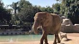 Ely, la elefanta ‘oculta’ en CDMX a quien activistas intentan rescatar de un zoológico
