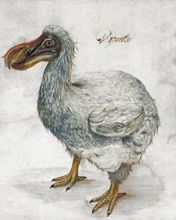 Dodo