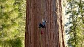 For first time, researchers scale General Sherman, world's largest tree, in search of new threat to sequoias