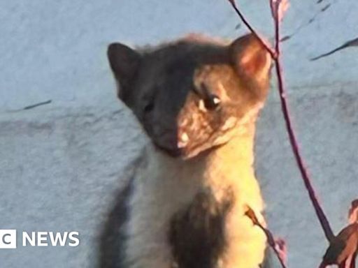 Appeal to find stone marten roaming free in Jersey