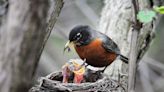 New online tool lets you examine bird population trends where you live