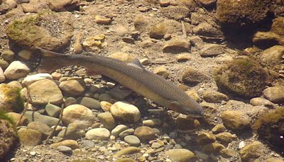 California Farm Bureau: Steelhead Protections Could Bring New Water Restrictions