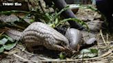 世界穿山甲日！一起「Save the Pangolin」