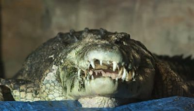 Muere un joven de 16 años por el ataque de un cocodrilo en Australia