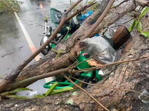 彰化大雨黃花風鈴木倒塌 45歲郵差遭砸中送醫不治