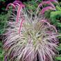 Ornamental grasses Perennial