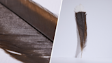 This is the world's most expensive feather