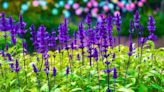 Lavender will bloom abundantly if given simple homemade fertiliser before summer