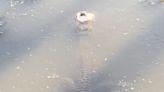 Video shows an alligator 'frozen' in ice during a cold blast in Texas — but it's still alive