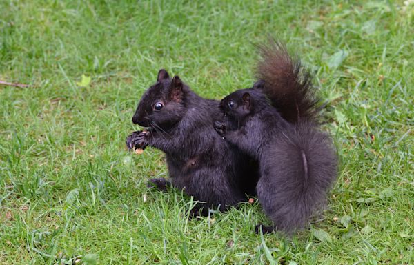 Black Squirrel Mama 'Folds Up' Baby To Take Him With Her and It's Too Adorable