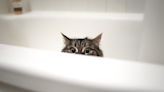 Why Cats Sleep in Bathrooms - Cat Tales
