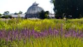 Michigan DNR launches free shuttle service on Belle Isle