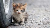 Kitten Trapped Between Truck’s Wheels Rescued in Ohio