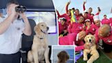 This puppy gets a free cruise on Royal Caribbean’s Icon of the Seas as ‘Chief Dog Officer’