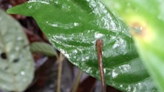 Video shows leeches can really jump | FOX 28 Spokane