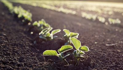 Scientists discover how 'heartbeat' mechanism of plants controls their growth and could protect crops against extreme weather: 'A big step forward'