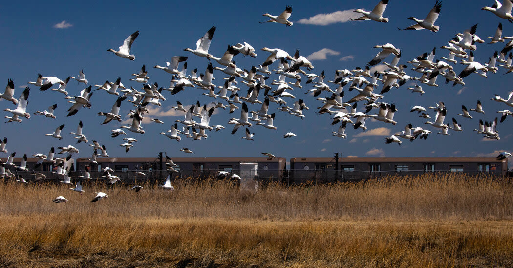 New York’s Preparations for a Bird Flu Pandemic Rely on a Single Drug