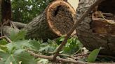 Beloit couple discovers 20,000 bees in collapsed tree after Saturday’s storms