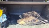 Rescatados dos buitres caídos al mar por el acoso de las gaviotas en La Línea