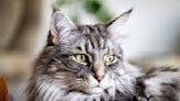 Maine Coon Cat Barks at People Who Displease Her Just Like a Dog