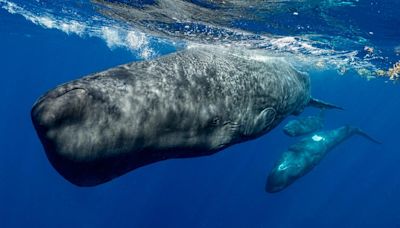 Sperm whales ‘modulate clicks in similar way to human speech’