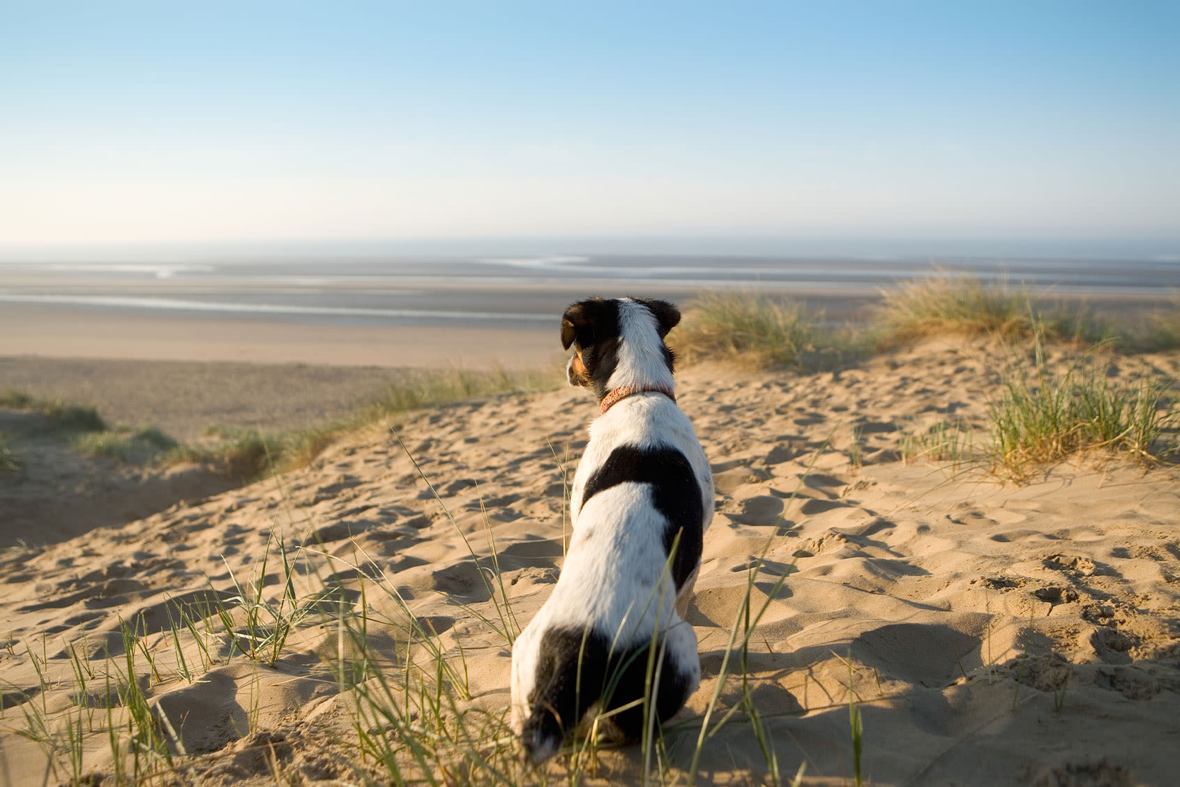 Netflix's "Inside the Mind of a Dog" shows that dogs really do love us