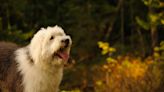 English Sheepdog's Singing Duets with Dad Should Be a Hit Record